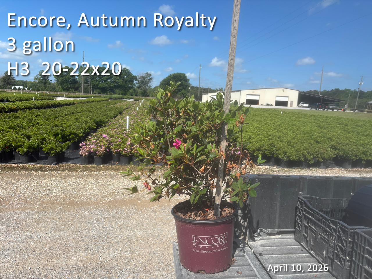 gallery/eroy3 h3 apr10.jpg